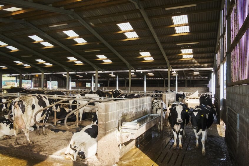 Multiple cows in a barn in winter.