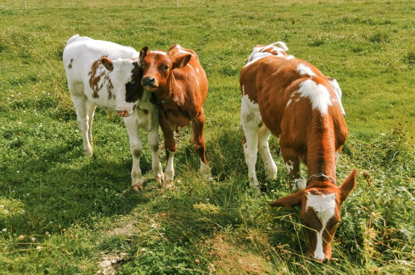 Calves eat together in a summer pasture.