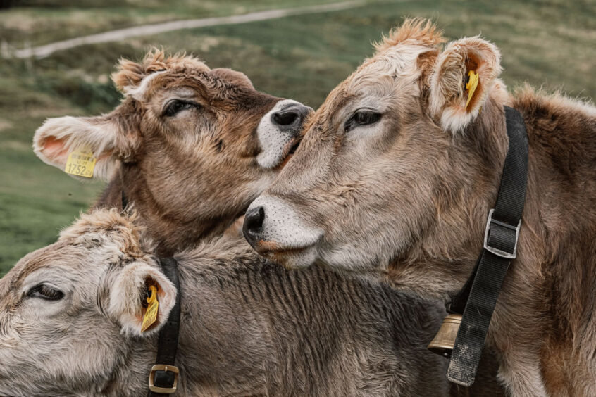 Three young calves in a calf pen