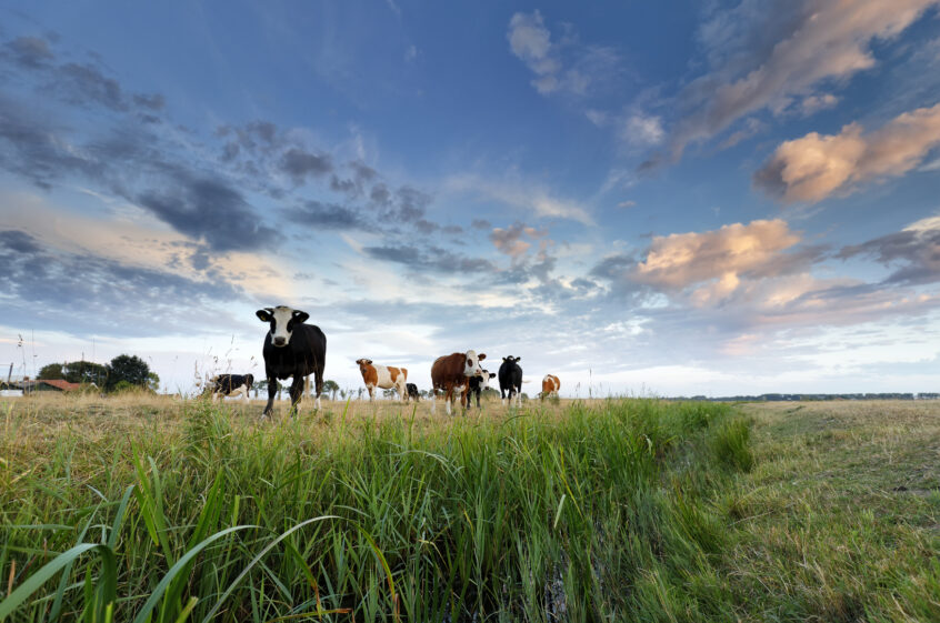 Cows on a pasture at sunset