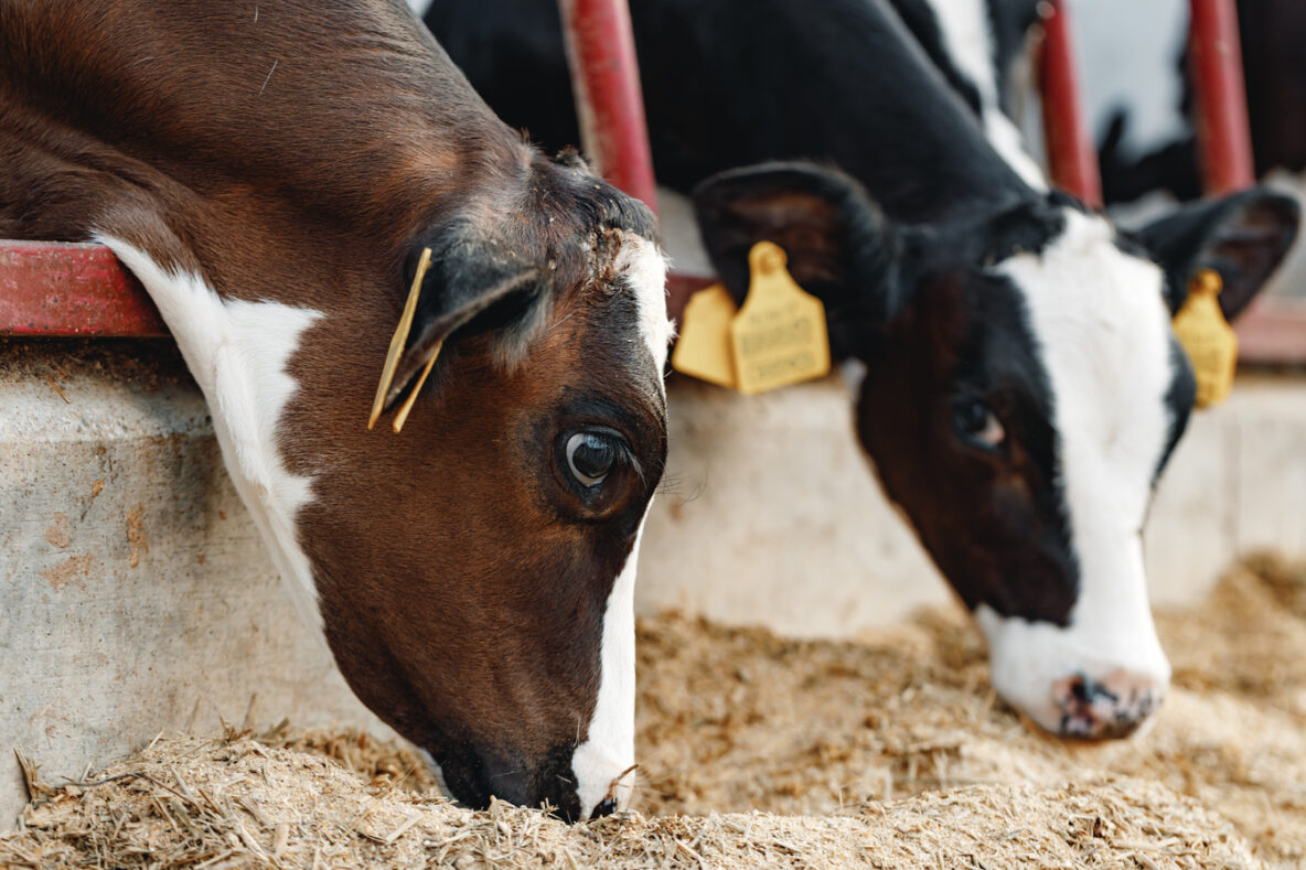 Nutrient Requirements for Cattle Keeping Your Herd Healthy