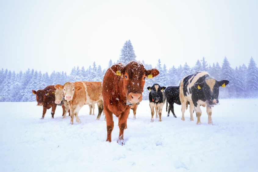 Cows walking on a snowy field in winter